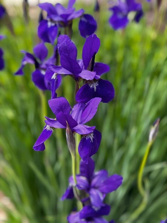 Close up of purple irises